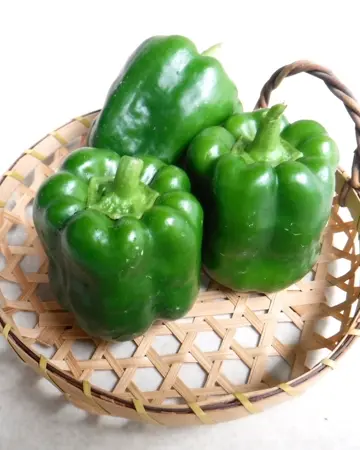 小林種苗 ピーマン種子 王様ピーマン(グリーン500号)【2026年春種予約