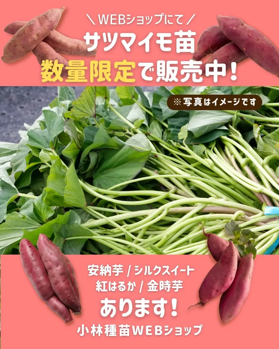 サツマイモ苗 紅はるか 25本単位【予約商品】※5月1日出荷or5月8日出荷