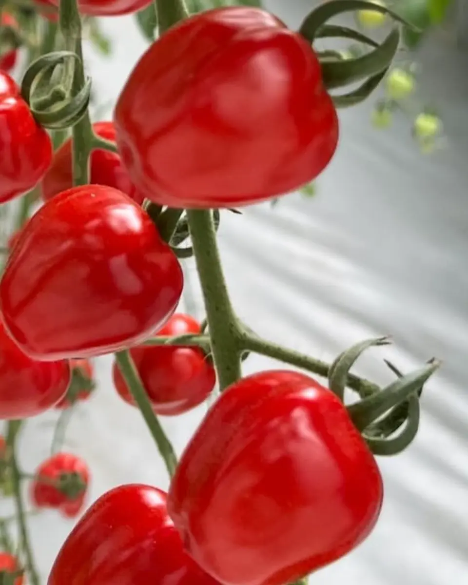 小林種苗 ミニトマト種子 アップルベリープレミアム＊種子有効期限2026