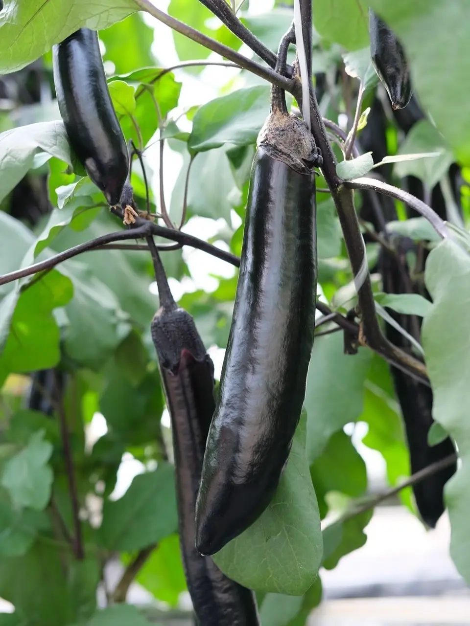 小林種苗 ナス種子 くちどけ茄子(豊潤)＊種子有効期限2026年10月末