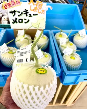 メロン 小林種苗 メロン種子 サンキュー＊種子有効期限2026年8月末 | 果菜類