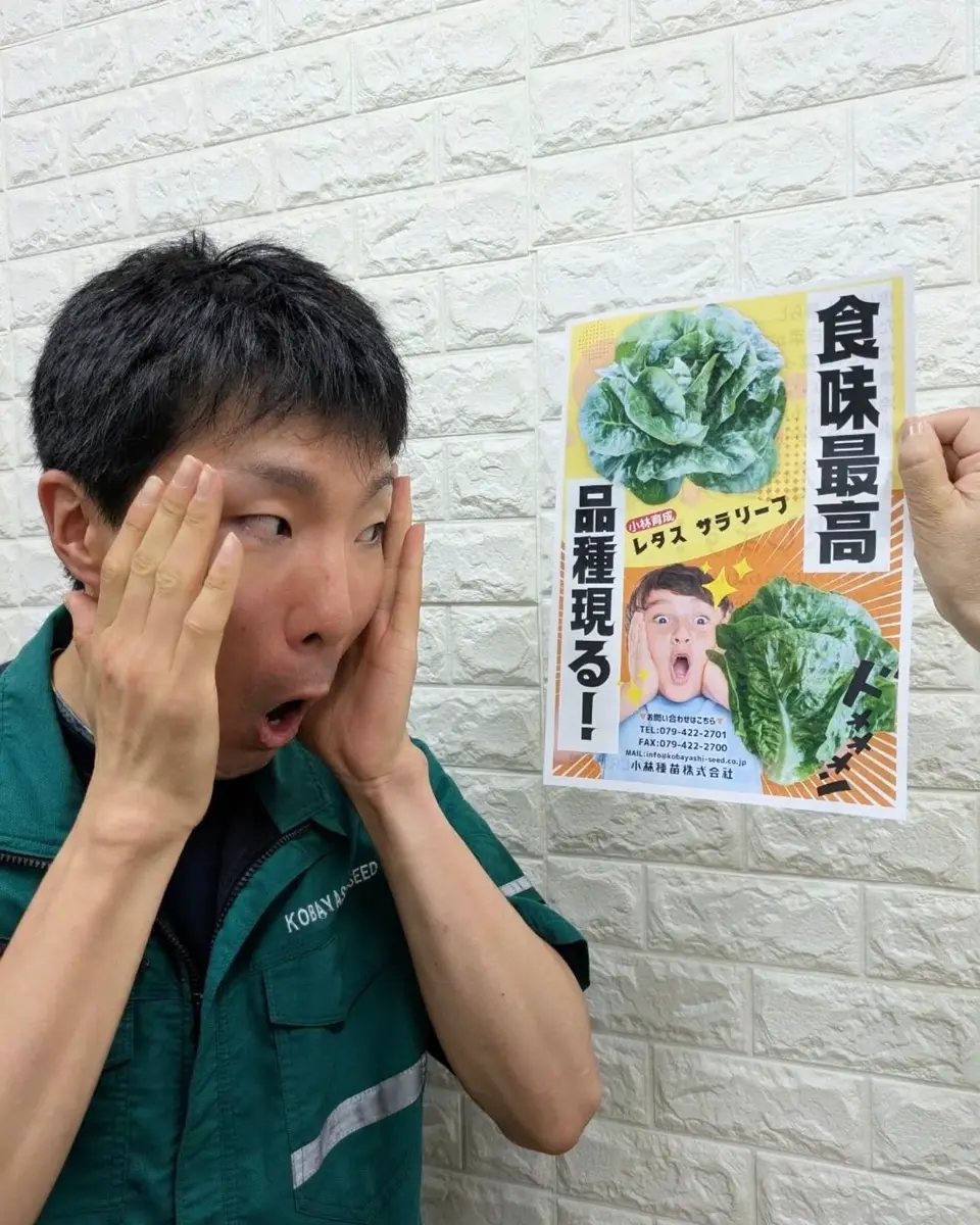 小林種苗 レタス種子 サラリーフ ＊種子有効期限2026年10月末 | 小林