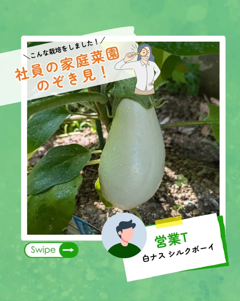 小林種苗 ナス種子 シルクボーイ 白ナス＊種子有効期限2026年10月末