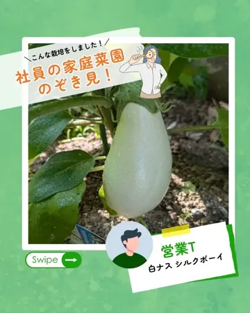 森户国次   肉筆 茄子】 森户国次 肉筆 茄子】