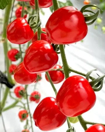 小林種苗 ミニトマト種子 アップルベリープレミアム＊種子有効期限2026