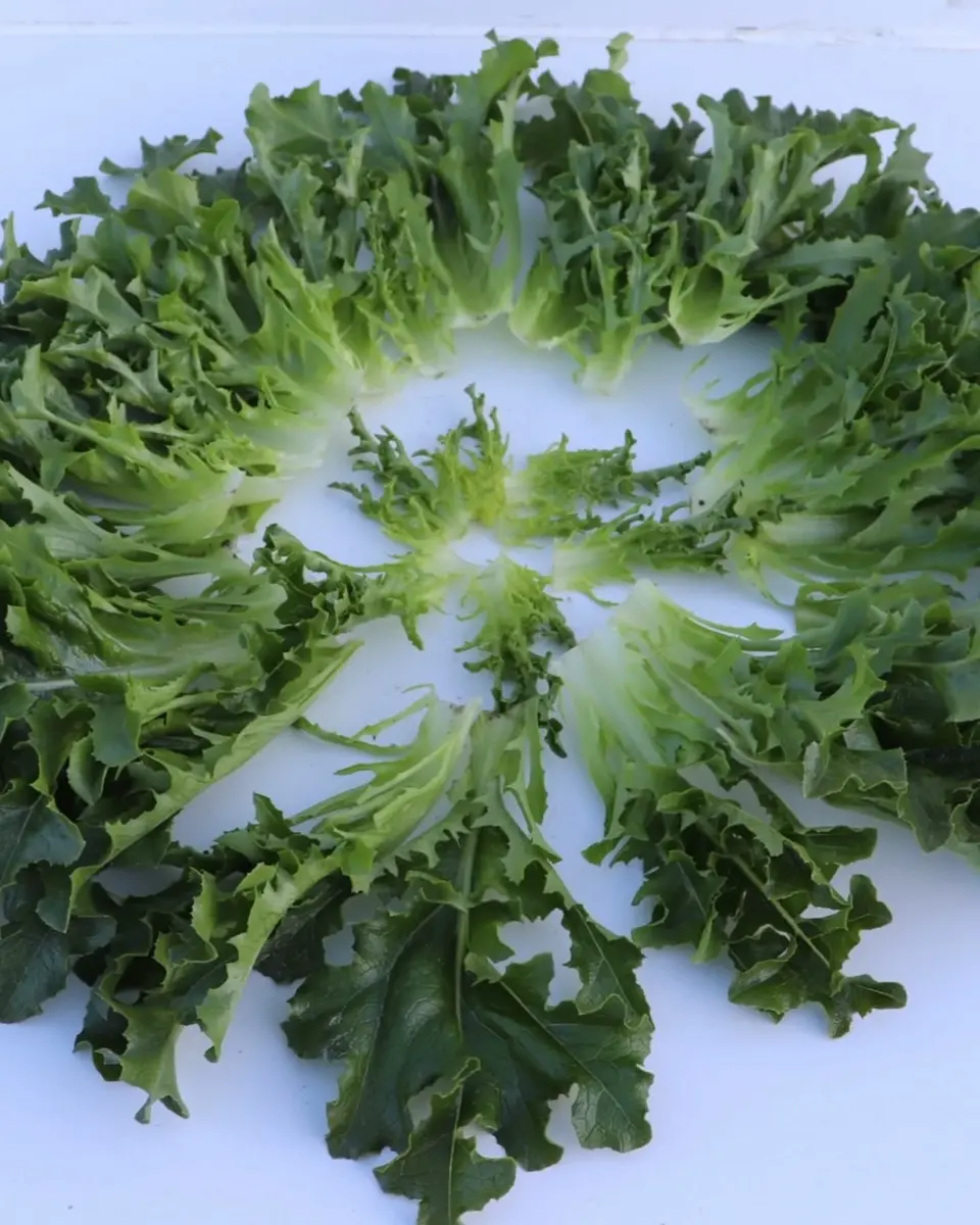 小林種苗 レタス種子 ワンタイム＊種子有効期限2026年5月末 | 葉菜類