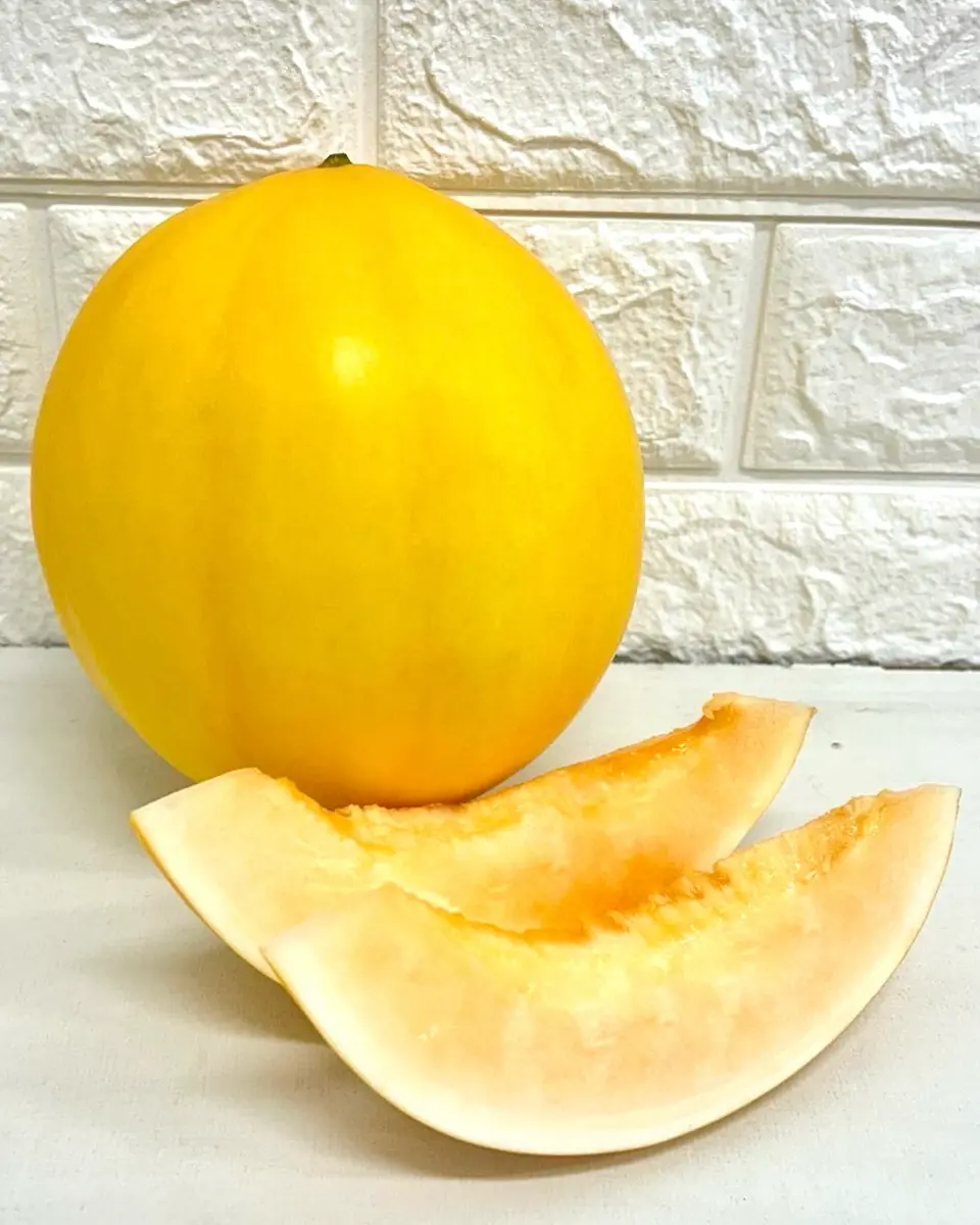 小林種苗 メロン種子 おてがるキイたん【2026年春種予約商品