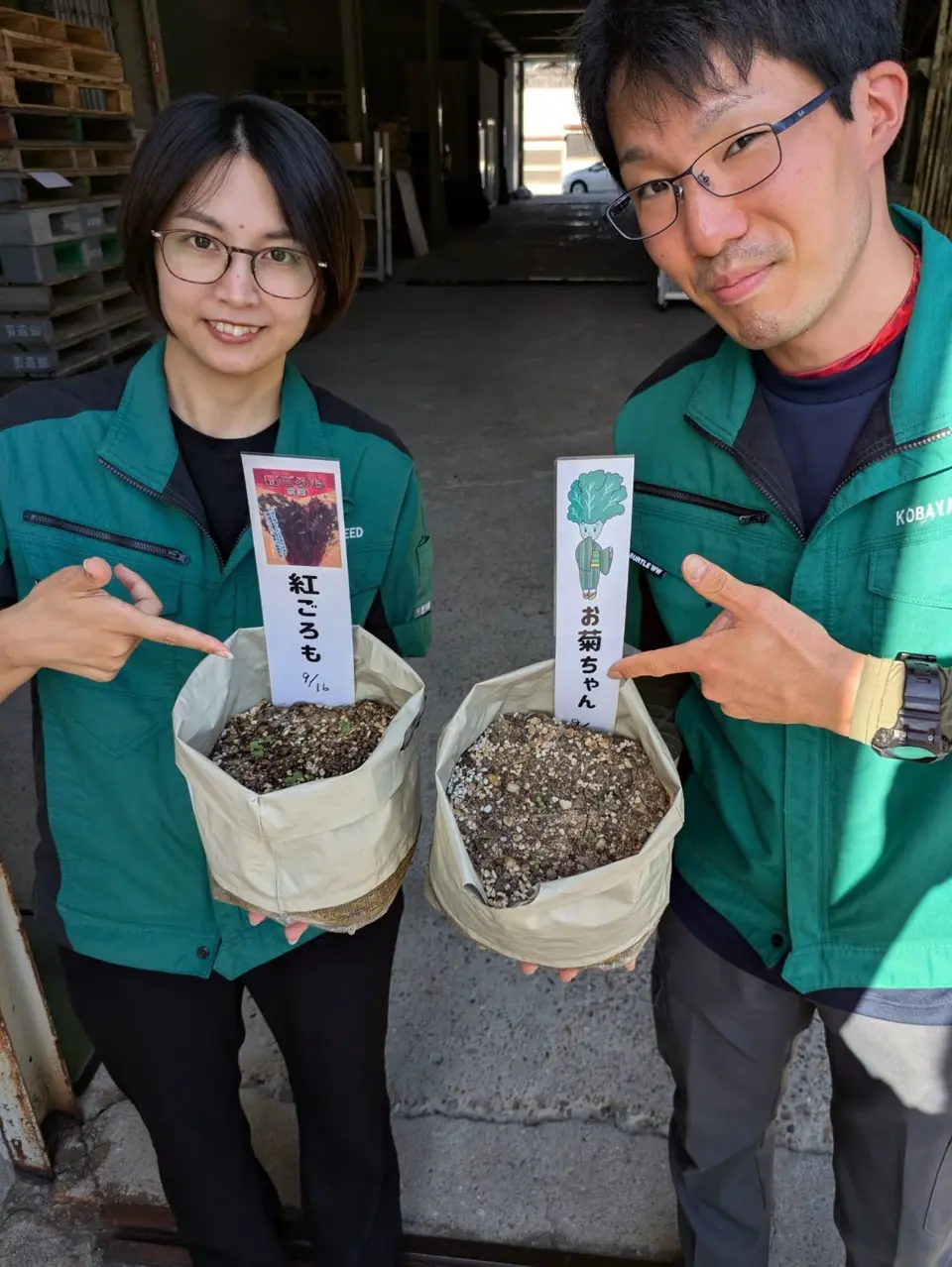 小林種苗 中葉春菊種子 お菊ちゃん春菊 ＊種子有効期限2026年10
