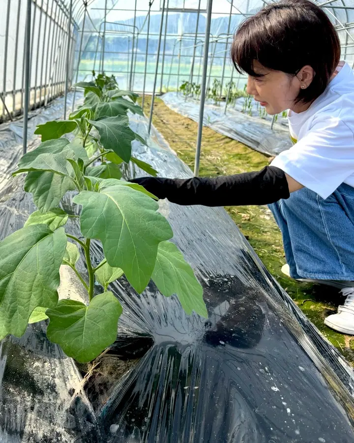 小林種苗 ナス種子 究極の茄子【2027年春種予約商品】 | 小林種苗公式通販