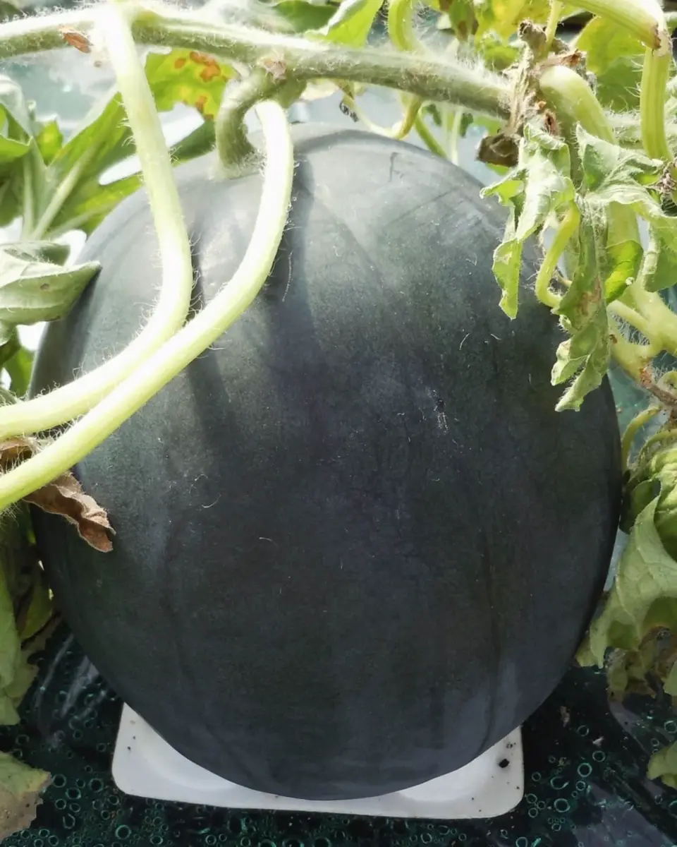 小林種苗 スイカ種子 黒真珠【2026年春種予約商品】※2026年1月以降