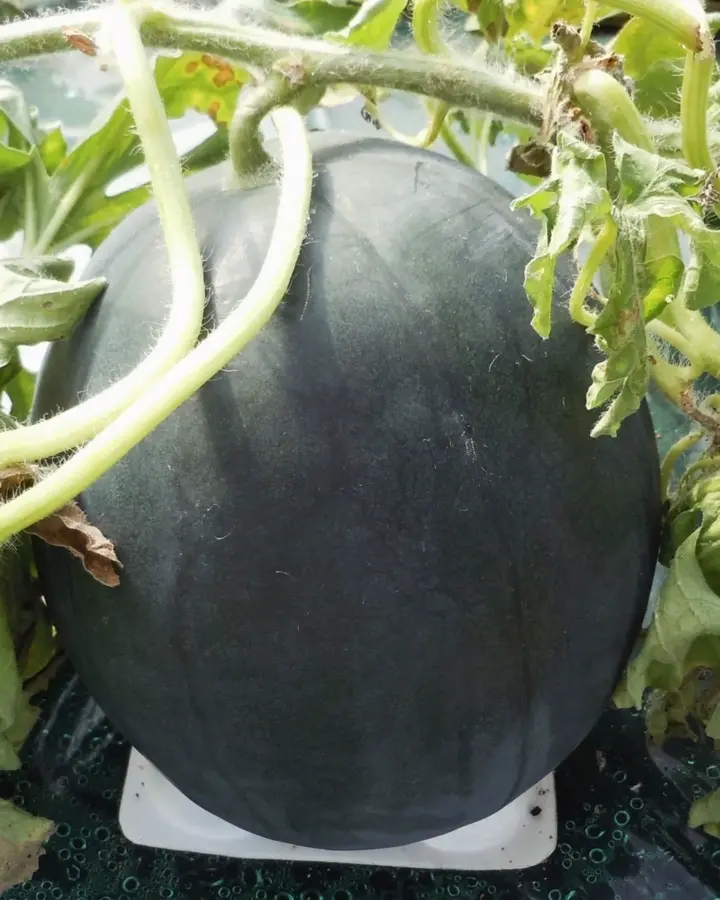 小林種苗 スイカ種子 黒真珠【2026年春種予約商品】※2026年1月以降