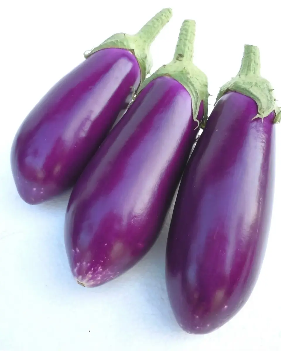 小林種苗 ナス種子 絹むらさき【2026年春種予約商品】 | 果菜類,ナス