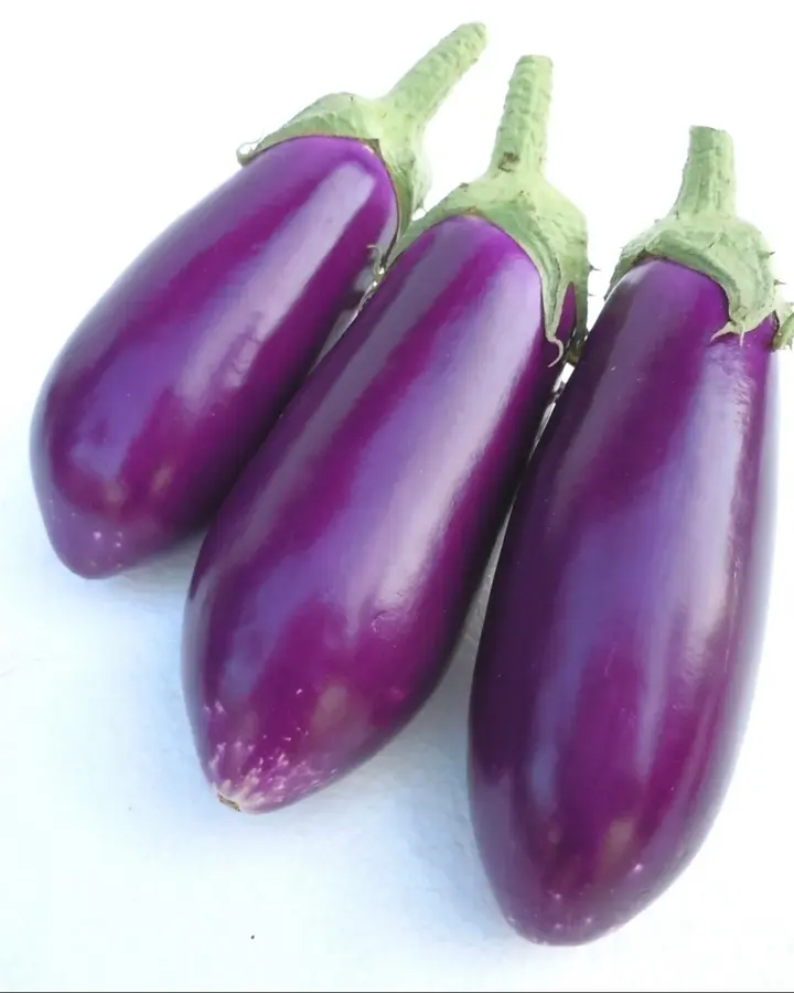 小林種苗 ナス種子 絹むらさき＊種子有効期限2026年10月末 | 小林種苗