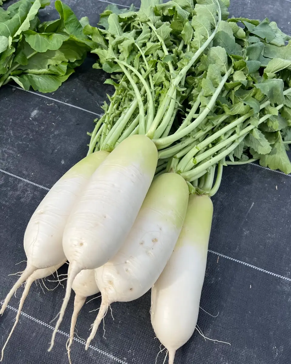 小林種苗 ダイコン種子 味きらり22 ＊種子有効期限2026年10月末 | 小林