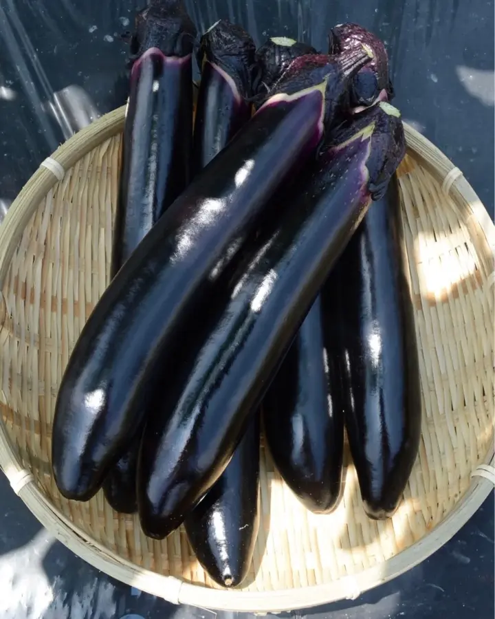 小林種苗 ナス種子 くちどけ茄子(豊潤)＊種子有効期限2026年10月末