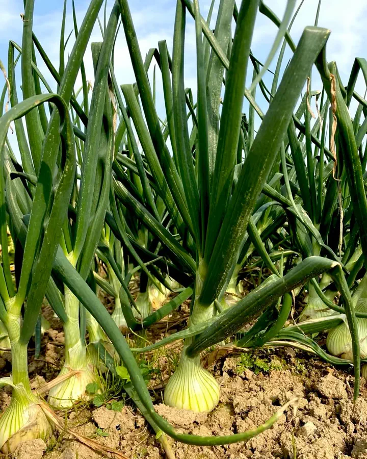 野菜の種や苗｜小林種苗公式通販】日本最大級の2万種類の豊富な品揃え