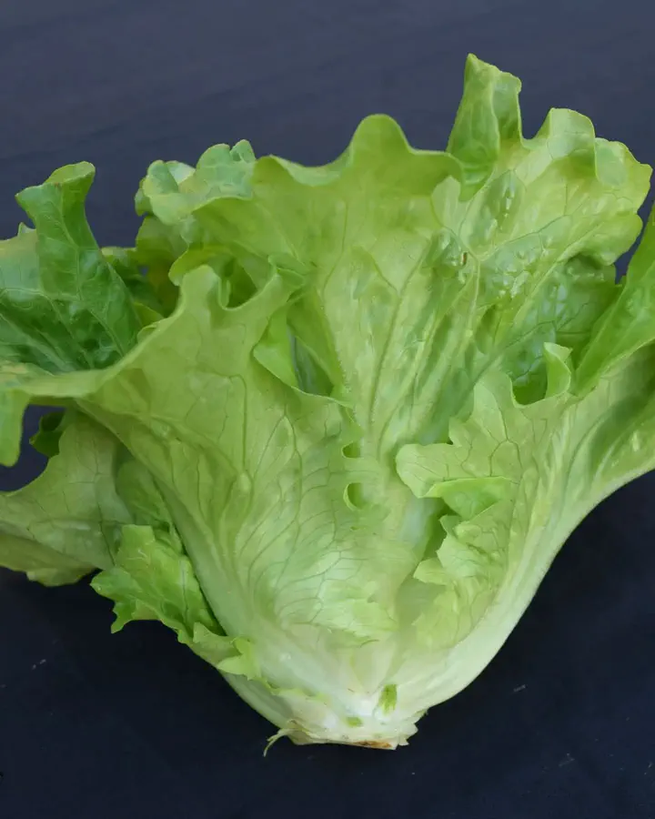 野菜の種や苗｜小林種苗公式通販】日本最大級の2万種類の豊富な品揃え