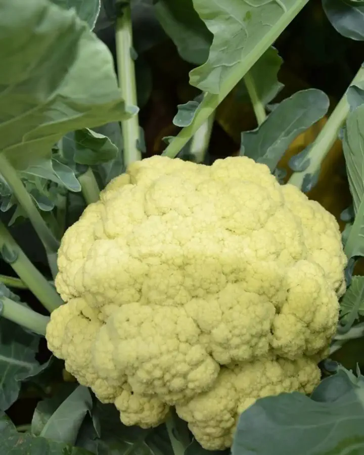 野菜の種や苗｜小林種苗公式通販】日本最大級の2万種類の豊富な品揃え