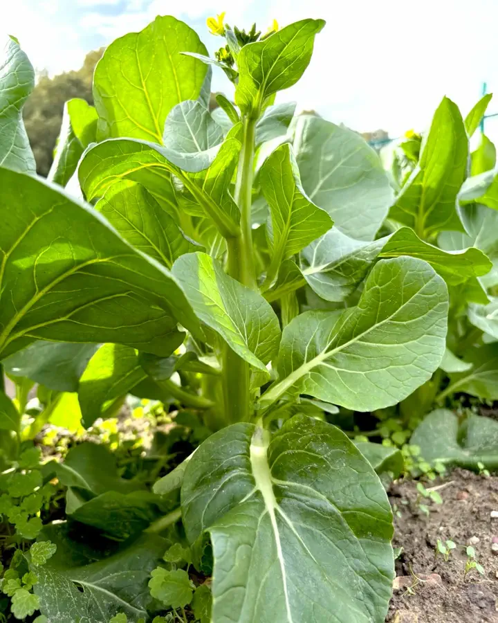 野菜の種や苗｜小林種苗公式通販】日本最大級の2万種類の豊富な品揃え