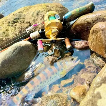 ウッドノブ　ハンドルノブ　山女魚　岩魚　平型　ガンメタ　黄金樟の根　リール ウッドノブ