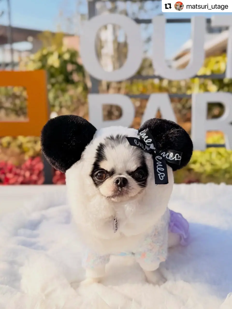 ドッグウェア・犬服の通販のene☆