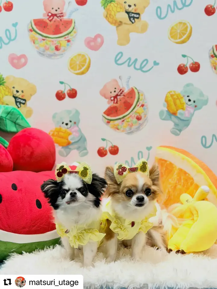 ドッグウェア・犬服の通販のene☆