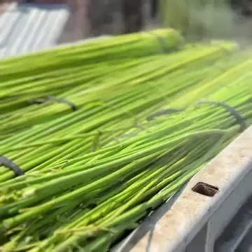 国産野州麻】特等精麻10枚入り | その他 | ヘンプフーズジャパン公式