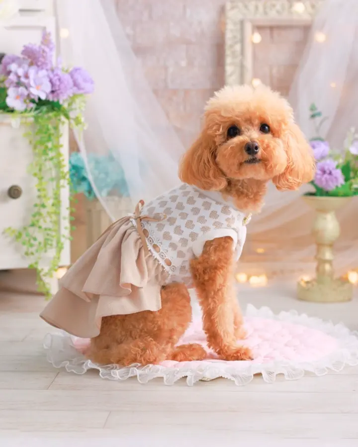 犬服専門ブランド coco A toi(ココアトワ)｜小型犬のための上質な犬服