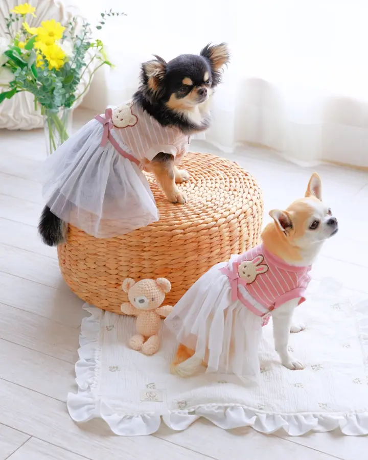 犬服専門ブランド coco A toi(ココアトワ)｜小型犬のための上質な犬服