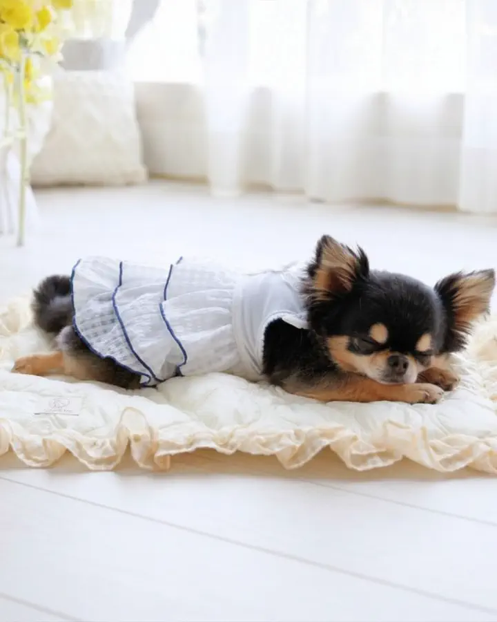 犬服専門ブランド coco A toi(ココアトワ)｜小型犬のための上質な犬服