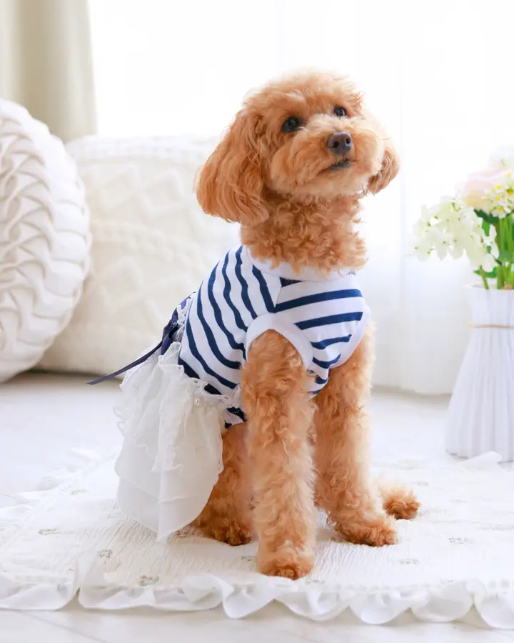 犬服専門ブランド coco A toi(ココアトワ)｜小型犬のための上質な犬服