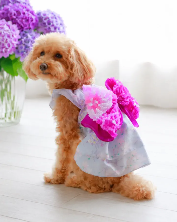 犬服専門ブランド coco A toi(ココアトワ)｜小型犬のための上質な犬服