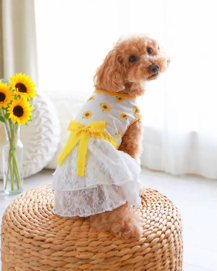 犬服専門ブランド coco A toi(ココアトワ)｜小型犬のための上質な犬服