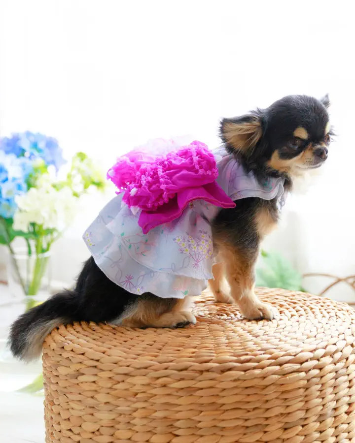 犬服専門ブランド coco A toi(ココアトワ)｜小型犬のための上質な犬服