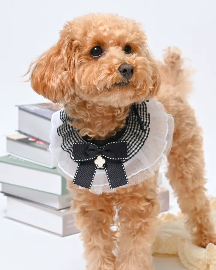 犬服専門ブランド coco A toi(ココアトワ)｜小型犬のための上質な犬服