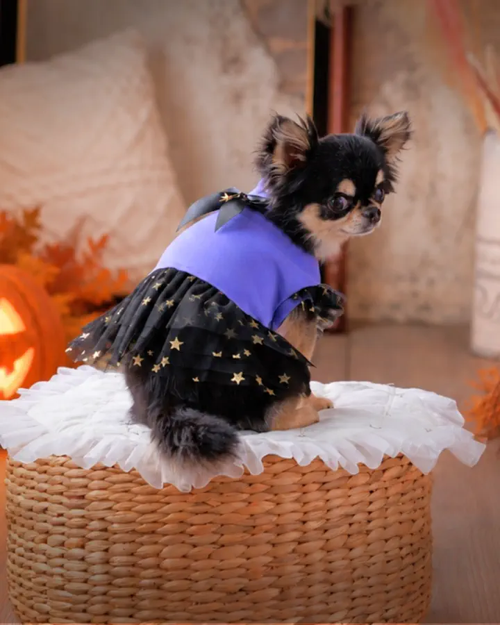 犬服専門ブランド coco A toi(ココアトワ)｜小型犬のための上質な犬服