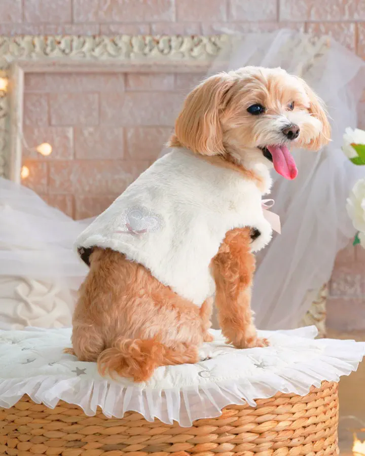 犬服専門ブランド coco A toi(ココアトワ)｜小型犬のための上質な犬服