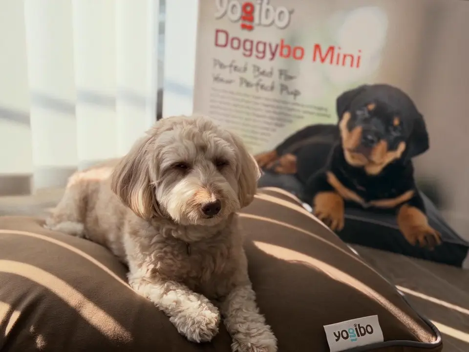 公式】Doggybo Mini（ドギボー ミニ） | 犬・猫用ペットベッド