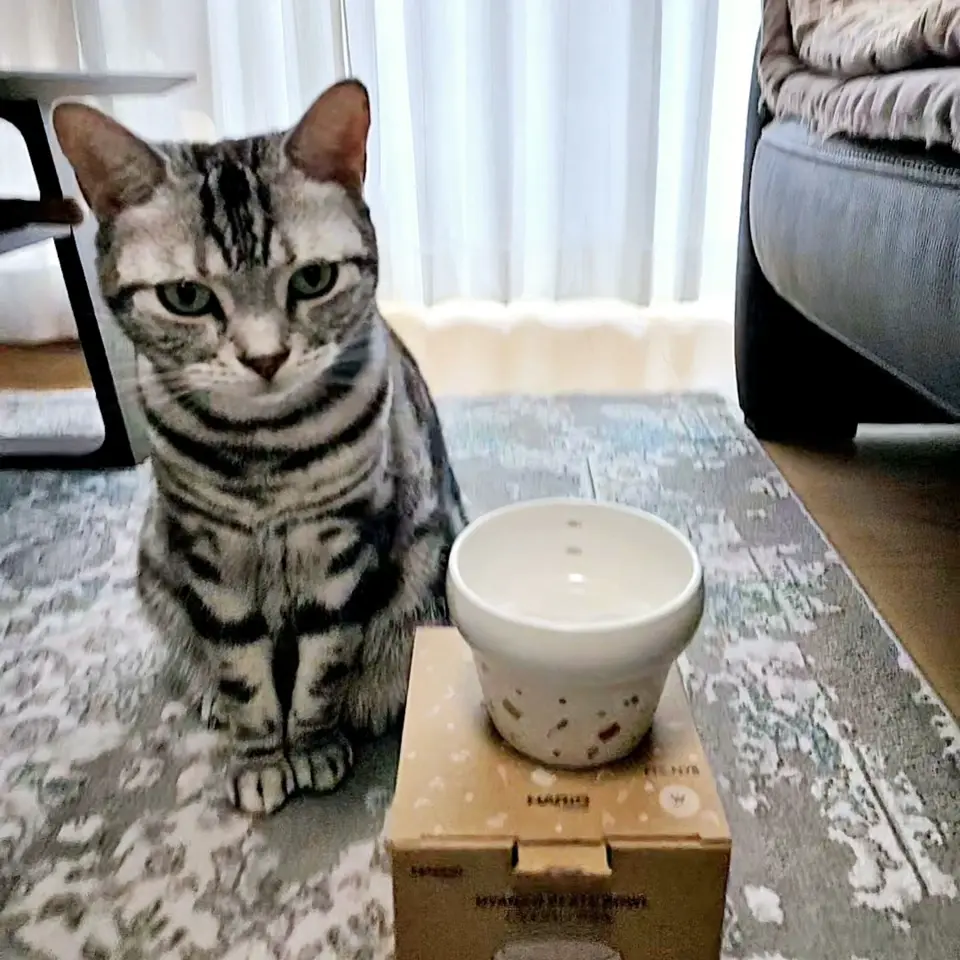 にゃんプレボウル – HARIO NETSHOP