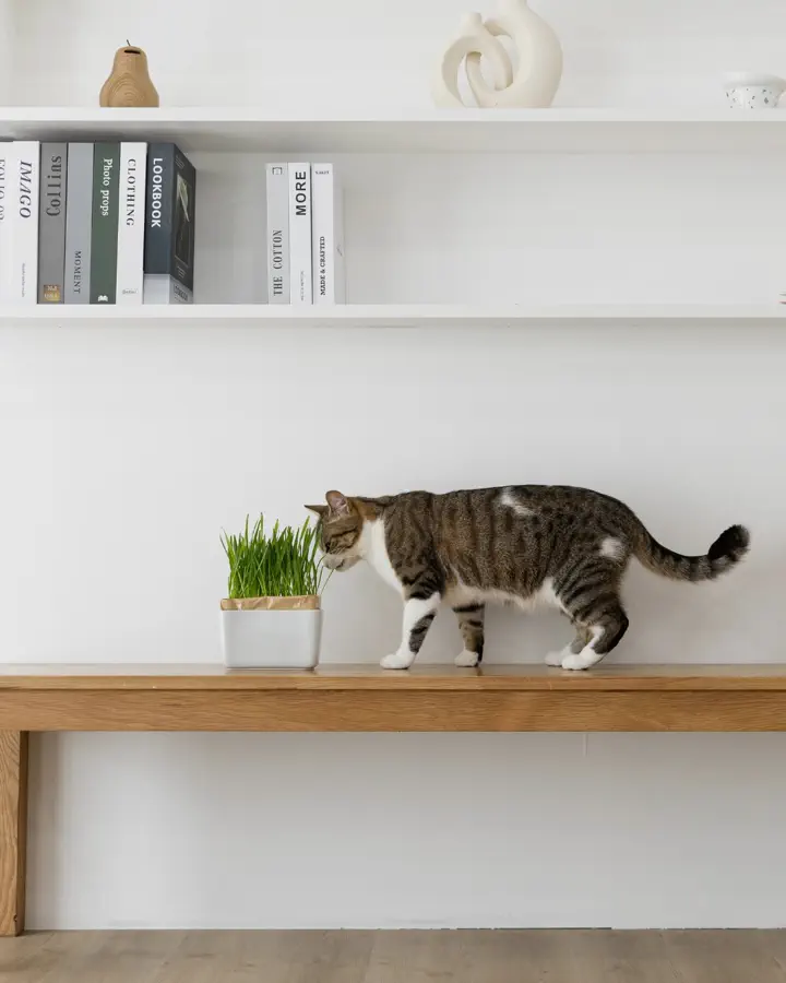 猫草栽培キット にゃんベジセット –猫用品なら HARIO NETSHOP