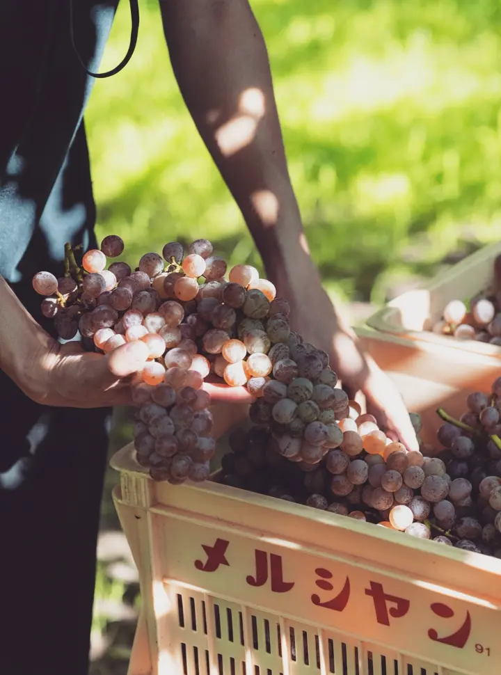 田中様　ユリスコラン4本セット　ユーロカーブ保管 田中様 ユリスコラン4本セット ユーロカーブ保管 メルシャングループ