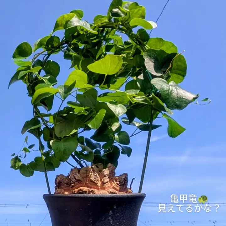 はせがわナーセリー