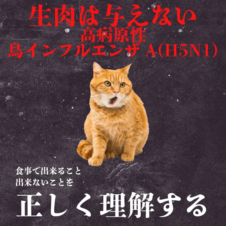 DC one dish/犬と猫の栄養学音声相談