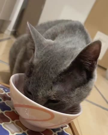 キャットフード 全年齢用 | 犬猫生活公式ショップ