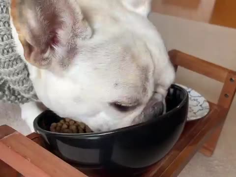 ドッグフード オールステージ用 | 犬猫生活公式ショップ