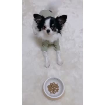 ドッグフード オールステージ用 | 犬猫生活公式ショップ