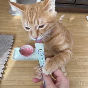 犬猫生活　国産の生鶏肉 全年齢　750g 2セット　猫用おやつピューレ　フレーク Amazon | ［獣医師共同開発］犬猫生活 キャットフード シニア