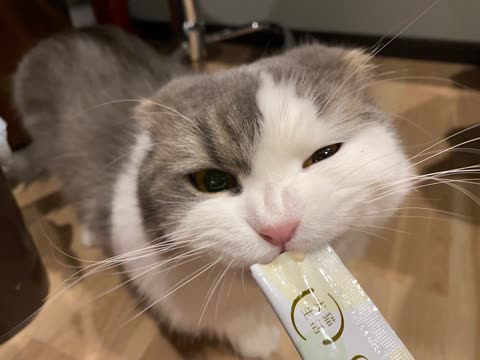 猫用おやつピューレ | 犬猫生活公式ショップ
