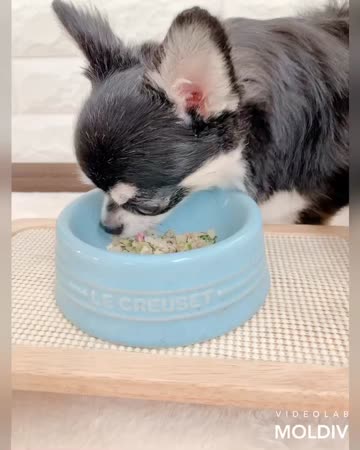 犬猫生活 犬用 手作りごはん （クール冷凍便） | 犬猫生活公式