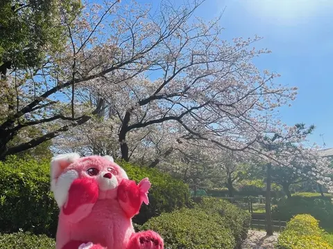 公式】ディズニーストア.jp | さくら（SAKURA）シリーズ 2024